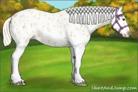 Horse Color:Palomino Roan Splash Leopard 