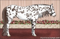 Horse Color:Liver Chestnut Frame Appaloosa 