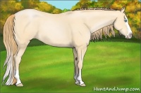 Horse Color:Buckskin Pearl Splash 
