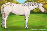 Horse Color:Buckskin Tobiano Blanket 