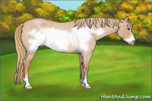 Horse Color: Red Dun Roan Sabino Frame 