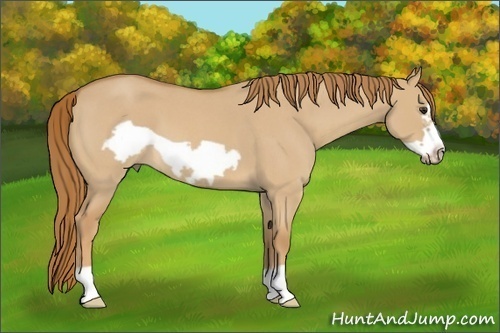 Horse Color: Red Dun Roan Frame 