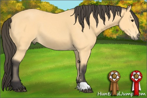 Horse Color: Buckskin 