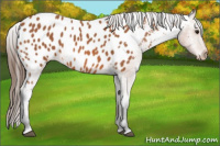 Horse Color:Bay Appaloosa