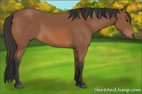 Horse Color:Bay Rabicano