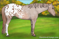 Horse Color:Chestnut Appaloosa 