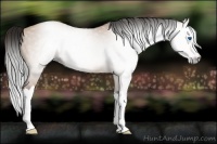 Horse Color:Gray Amber Champagne Splash 