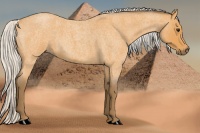Horse Color:Silver Buckskin Roan 