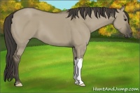 Horse Color:Smoky Grullo 