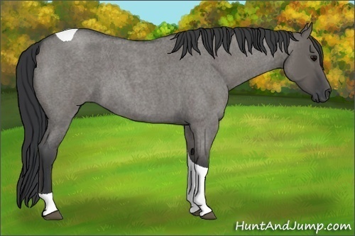 Horse Color: Grullo Roan Tobiano 