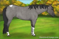 Horse Color:Grullo Roan Tobiano 