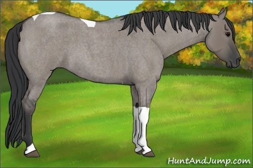 Horse Color: Grullo Roan Tobiano 