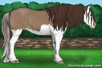 Horse Color:Liver Red Dun Splash 