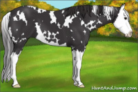 Horse Color:White Spotted Buckskin Splash 