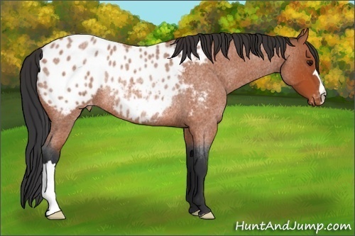 Horse Color:Bay Roan Blanket Rabicano