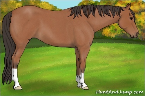 Horse Color:Bay Roan 