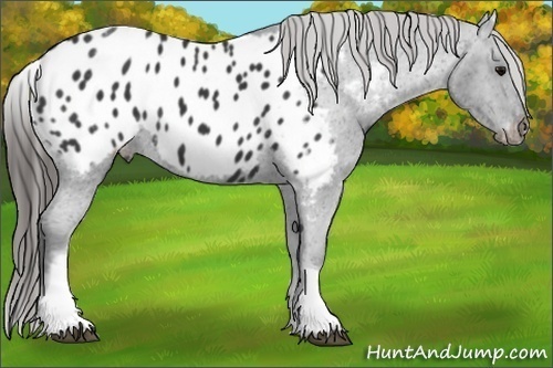 Horse Color:White Spotted Black Blanket