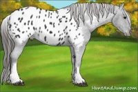 Horse Color:White Spotted Black Blanket 
