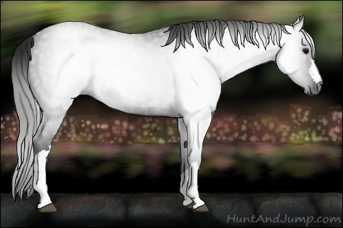 Horse Color:Gray Blue Roan Rabicano 