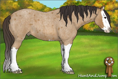 Horse Color: Buckskin Roan Splash 