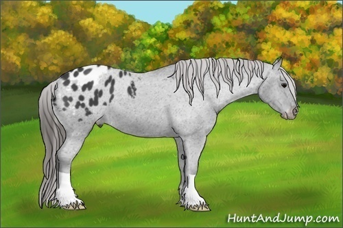 Horse Color: Blue Roan Varnish 