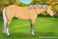 Horse Color:Silver Buckskin 