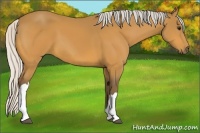 Horse Color:Silver Buckskin 