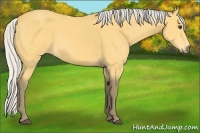 Horse Color:Silver Buckskin 
