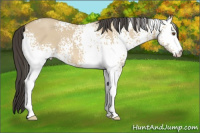 Horse Color:White Spotted Buckskin Dun 