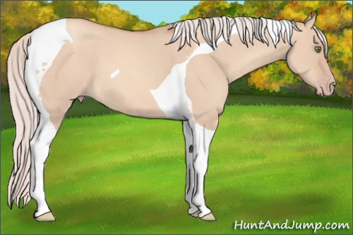 Horse Color:Silver Amber Champagne Dun Tobiano