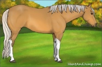 Horse Color:Silver Buckskin 