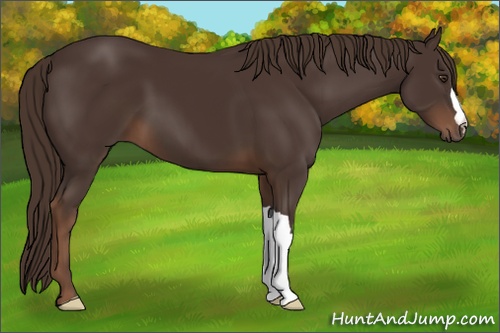 Horse Color: Liver Chestnut 