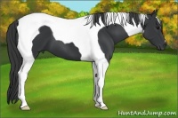 Horse Color:Black Tobiano 