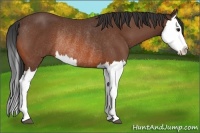 Horse Color:Bay Splash Rabicano