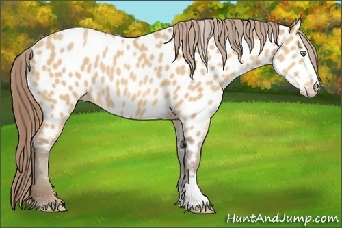 Horse Color:Amber Champagne Near Leopard 