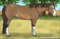 Horse Color:Buckskin Splash 