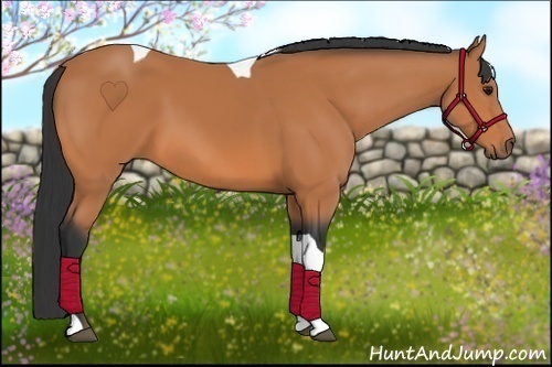 Horse Color:Bay Tobiano 