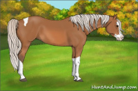 Horse Color:Silver Bay Splash Tobiano 