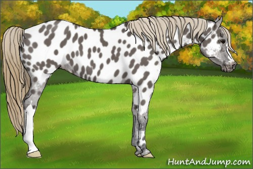 Horse Color:Smoky Grullo Appaloosa 