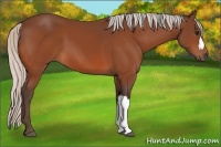 Horse Color:Silver Bay 