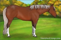 Horse Color:Silver Bay 