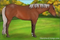 Horse Color:Silver Bay 