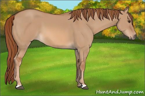 Horse Color: Unknown 