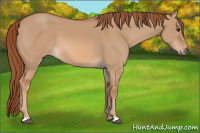 Horse Color:Unknown 