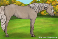 Horse Color:Silver Grullo 