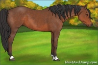 Horse Color:Bay 