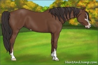 Horse Color:Bay Sabino 