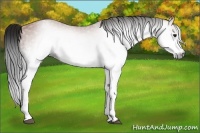 Horse Color:Gray White Spotted Bay Rabicano 