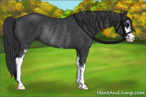 Horse Color: Black Sabino Rabicano 