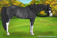 Horse Color:Black Sabino Rabicano 